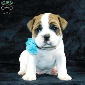 Wrinkles, Miniature Bulldog Puppy